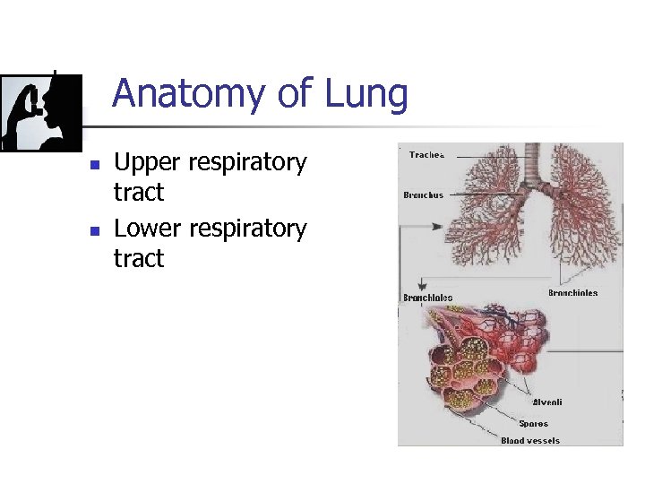 Anatomy of Lung n n Upper respiratory tract Lower respiratory tract 