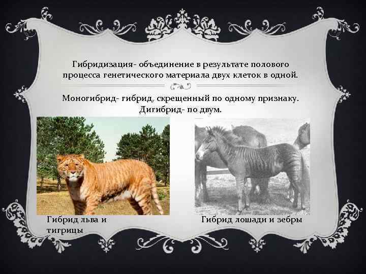 Гибридизация- объединение в результате полового процесса генетического материала двух клеток в одной. Моногибрид- гибрид,