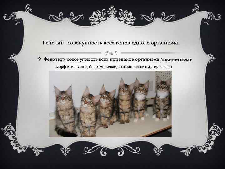 Генотип- совокупность всех генов одного организма. v Фенотип- совокупность всех признаков организма (в понятие