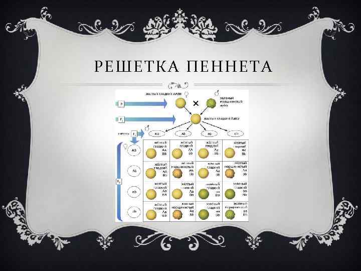 РЕШЕТКА ПЕННЕТА 