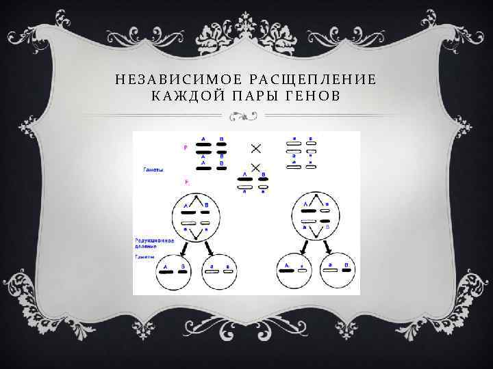 НЕЗАВИСИМОЕ РАСЩЕПЛЕНИЕ КАЖДОЙ ПАРЫ ГЕНОВ 