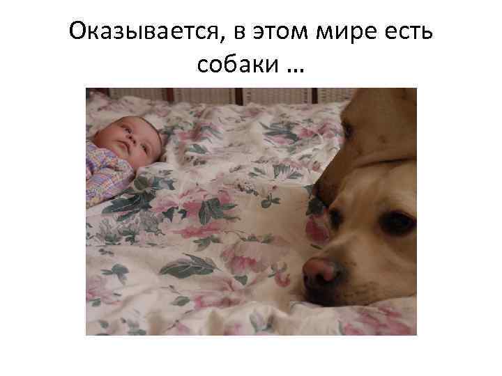 Оказывается, в этом мире есть собаки … 
