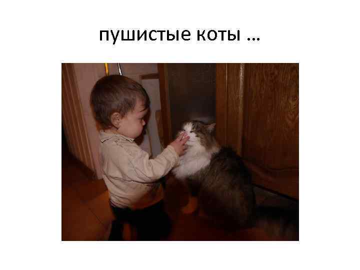пушистые коты … 