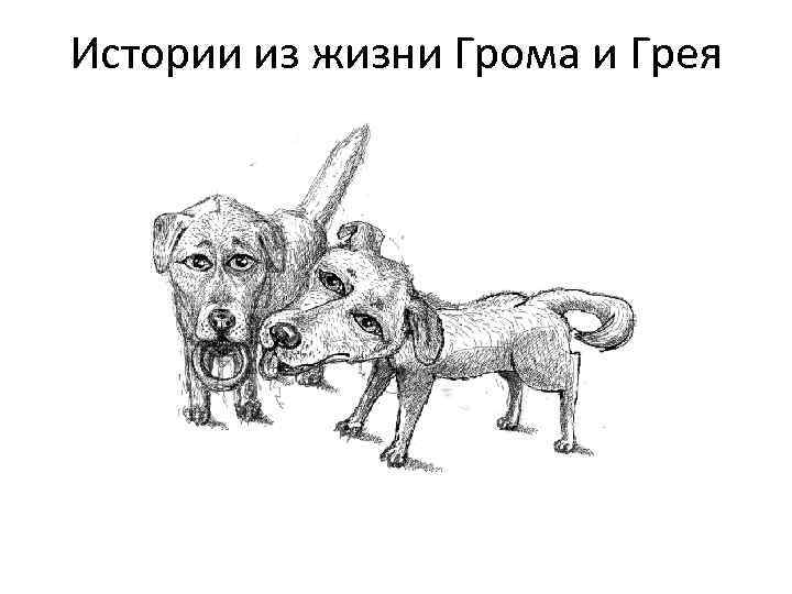 Истории из жизни Грома и Грея 