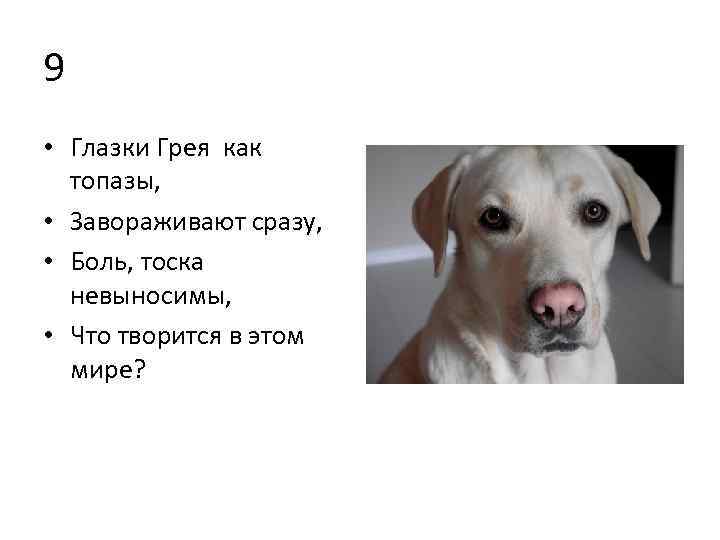 9 • Глазки Грея как топазы, • Завораживают сразу, • Боль, тоска невыносимы, •