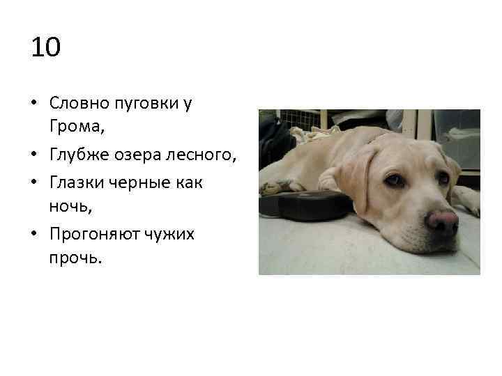 10 • Словно пуговки у Грома, • Глубже озера лесного, • Глазки черные как