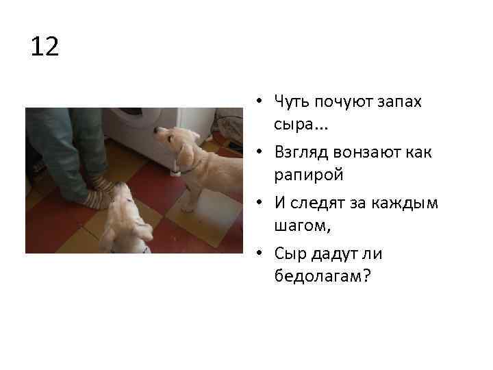 12 • Чуть почуют запах сыра. . . • Взгляд вонзают как рапирой •