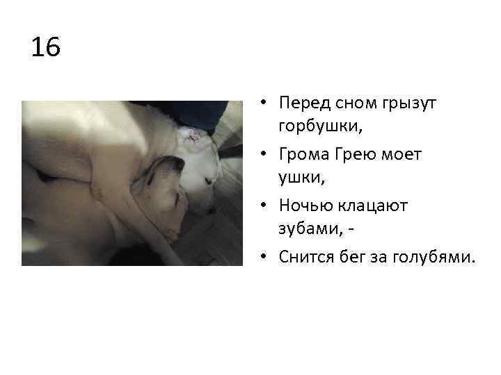 16 • Перед сном грызут горбушки, • Грома Грею моет ушки, • Ночью клацают