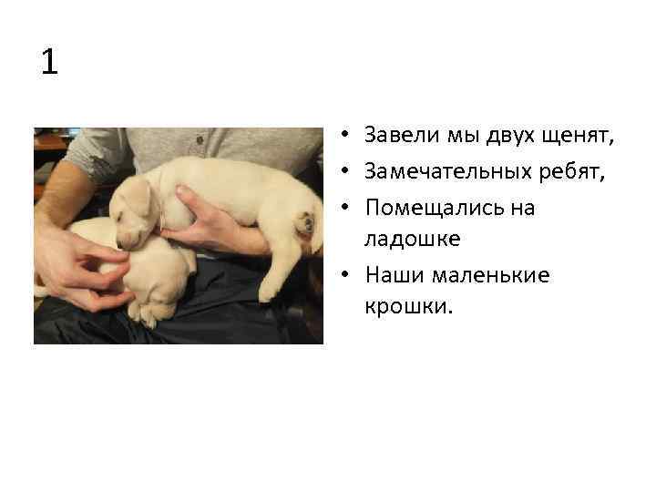 1 • Завели мы двух щенят, • Замечательных ребят, • Помещались на ладошке •