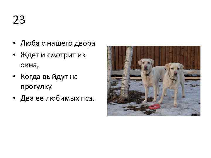 23 • Люба с нашего двора • Ждет и смотрит из окна, • Когда