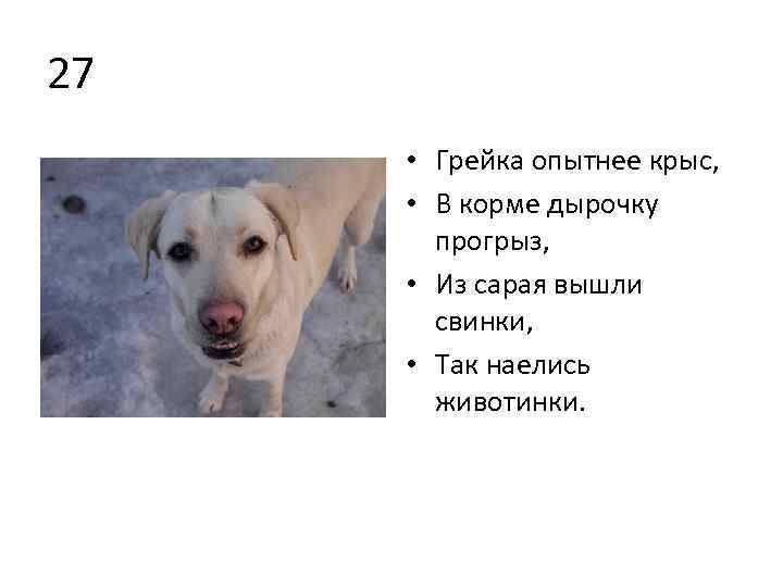 27 • Грейка опытнее крыс, • В корме дырочку прогрыз, • Из сарая вышли