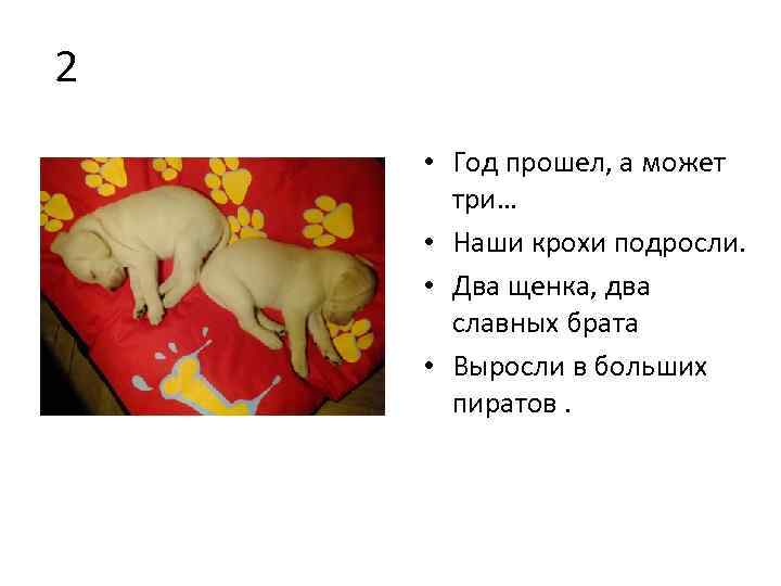 2 • Год прошел, а может три… • Наши крохи подросли. • Два щенка,