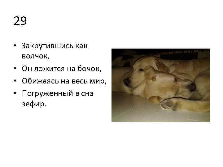 29 • Закрутившись как волчок, • Он ложится на бочок, • Обижаясь на весь