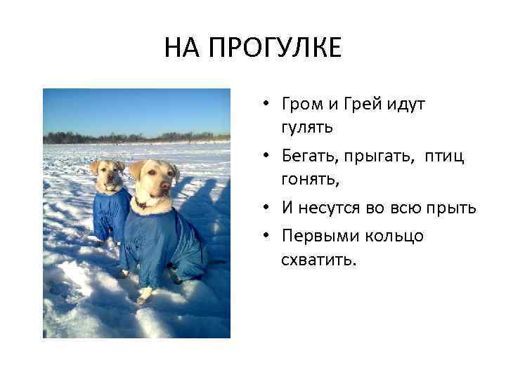 НА ПРОГУЛКЕ • Гром и Грей идут гулять • Бегать, прыгать, птиц гонять, •