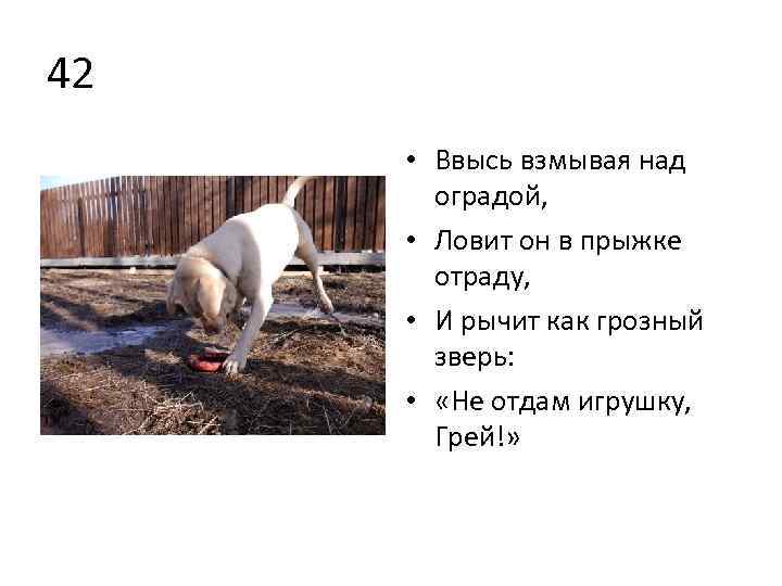 42 • Ввысь взмывая над оградой, • Ловит он в прыжке отраду, • И