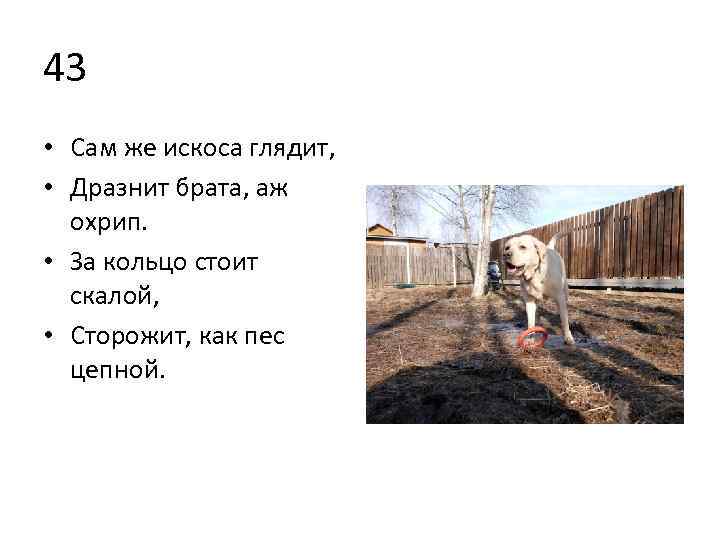 43 • Сам же искоса глядит, • Дразнит брата, аж охрип. • За кольцо