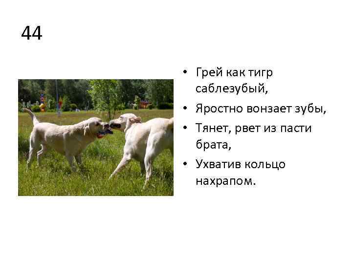 44 • Грей как тигр саблезубый, • Яростно вонзает зубы, • Тянет, рвет из