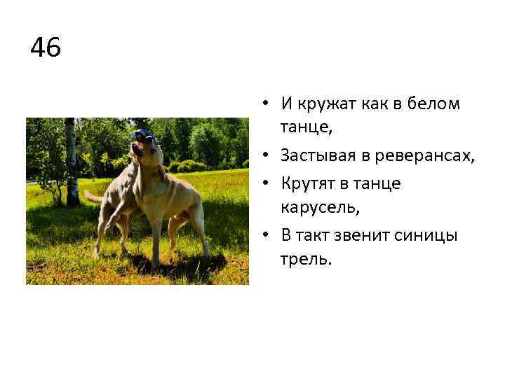 46 • И кружат как в белом танце, • Застывая в реверансах, • Крутят