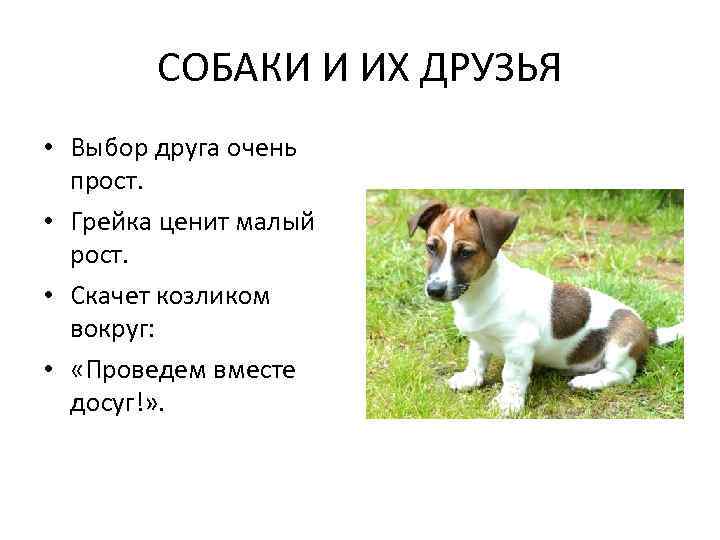 СОБАКИ И ИХ ДРУЗЬЯ • Выбор друга очень прост. • Грейка ценит малый рост.