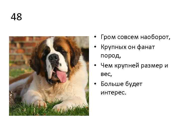 48 • Гром совсем наоборот, • Крупных он фанат пород, • Чем крупней размер