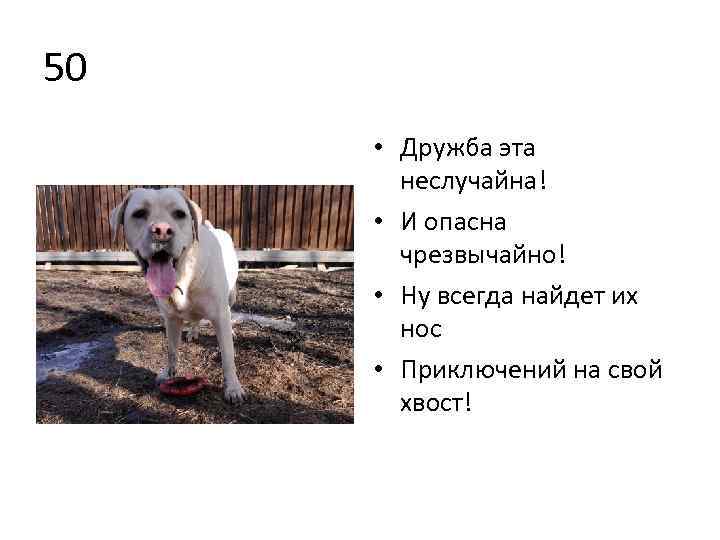50 • Дружба эта неслучайна! • И опасна чрезвычайно! • Ну всегда найдет их
