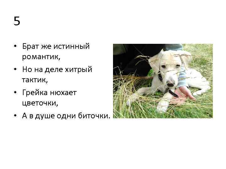 5 • Брат же истинный романтик, • Но на деле хитрый тактик, • Грейка