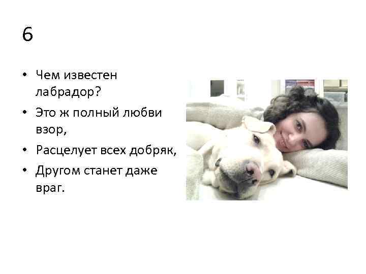 6 • Чем известен лабрадор? • Это ж полный любви взор, • Расцелует всех
