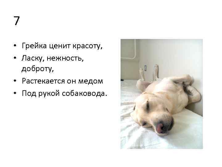 7 • Грейка ценит красоту, • Ласку, нежность, доброту, • Растекается он медом •