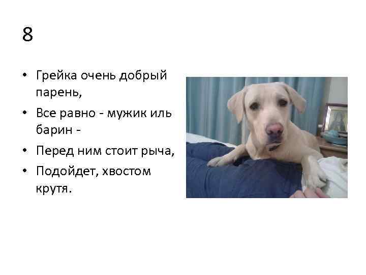 8 • Грейка очень добрый парень, • Все равно мужик иль барин • Перед