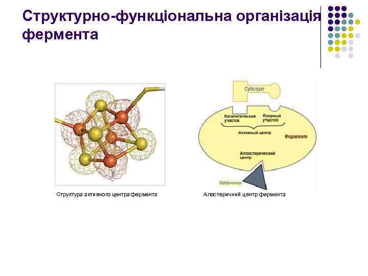 Структурно-функціональна організація фермента Структура активного центра фермента Алостеричний центр фермента 