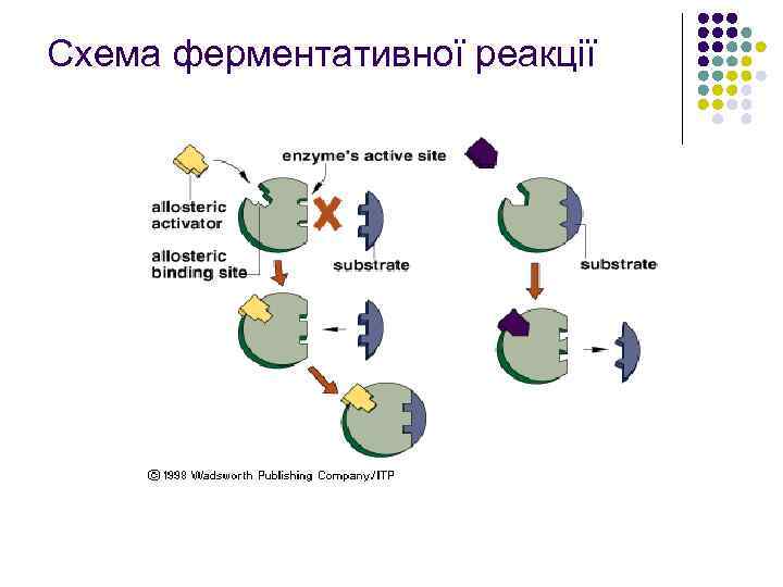 Схема ферментативної реакції 