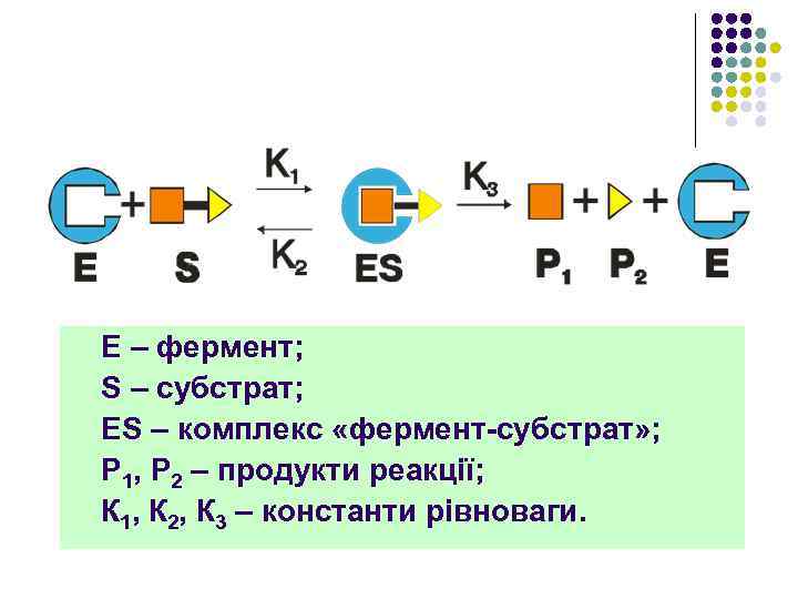 Е – фермент; S – субстрат; ES – комплекс «фермент-субстрат» ; Р 1, Р