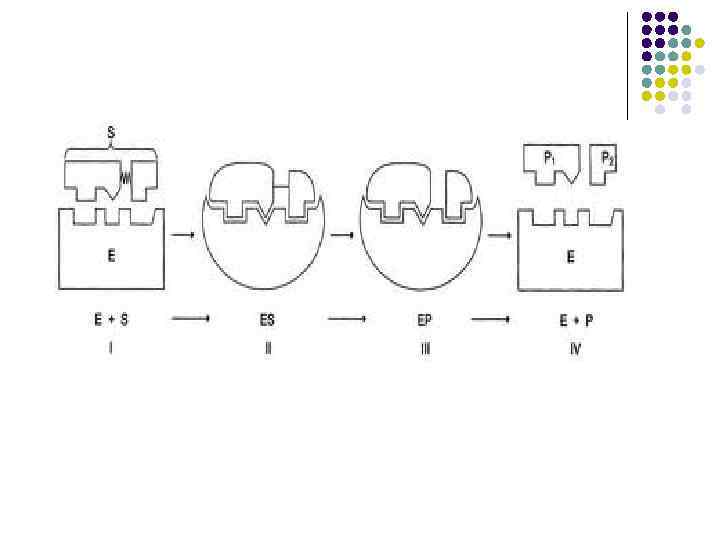 Механізм дії ферментів 
