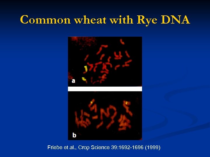 Common wheat with Rye DNA Friebe et al. , Crop Science 39: 1692 -1696