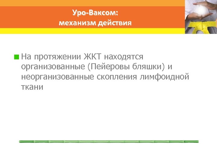 Уро-Ваксом: механизм действия На протяжении ЖКТ находятся организованные (Пейеровы бляшки) и неорганизованные скопления лимфоидной