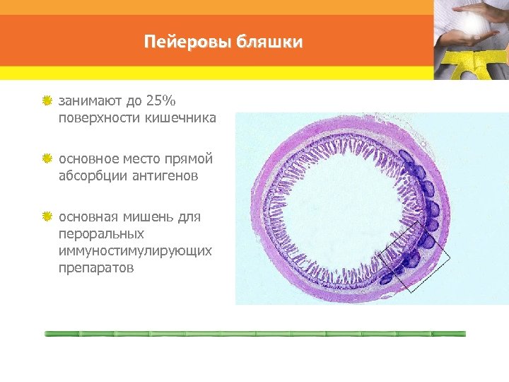 Пейеровы бляшки занимают до 25% поверхности кишечника основное место прямой абсорбции антигенов основная мишень