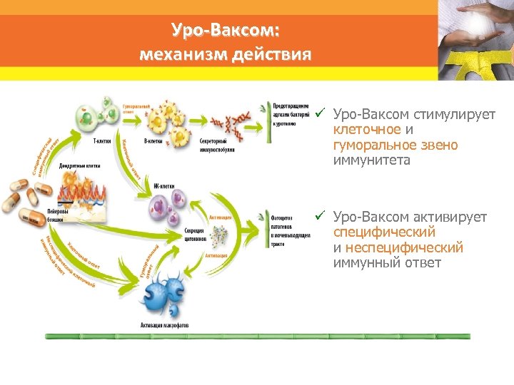 Уро-Ваксом: механизм действия ü Уро-Ваксом стимулирует клеточное и гуморальное звено иммунитета ü Уро-Ваксом активирует