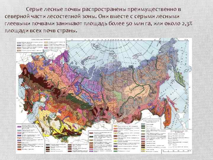 Серые лесные почвы распространены преимущественно в северной части лесостепной зоны. Они вместе с серыми