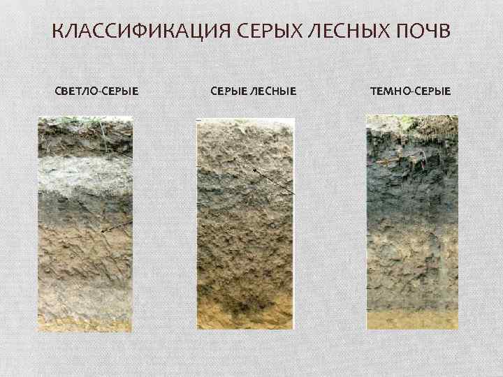 КЛАССИФИКАЦИЯ СЕРЫХ ЛЕСНЫХ ПОЧВ СВЕТЛО-СЕРЫЕ ЛЕСНЫЕ ТЕМНО-СЕРЫЕ 