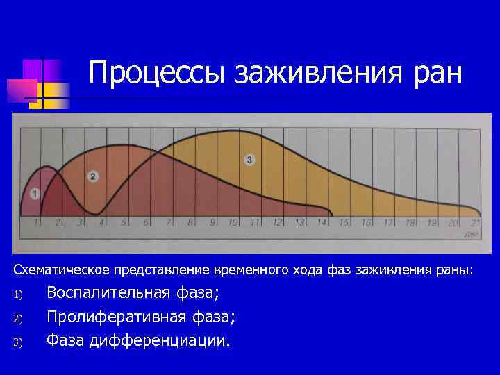 Процессы заживления ран Схематическое представление временного хода фаз заживления раны: 1) 2) 3) Воспалительная