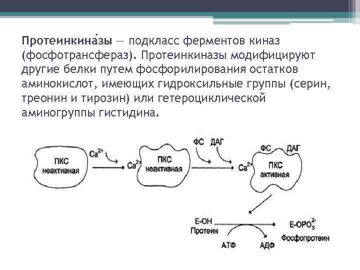 Протеинкина зы — подкласс ферментов киназ (фосфотрансфераз). Протеинкиназы модифицируют другие белки путем фосфорилирования остатков