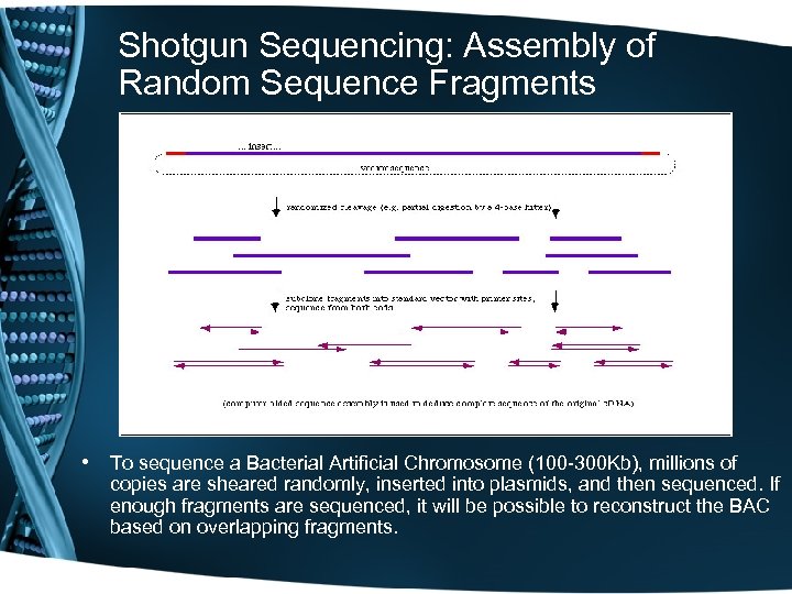 Shotgun Sequencing: Assembly of Random Sequence Fragments • To sequence a Bacterial Artificial Chromosome