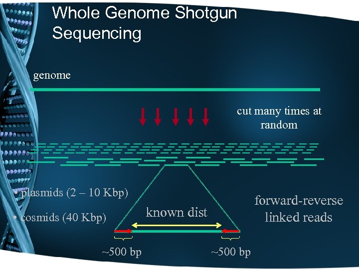 Whole Genome Shotgun Sequencing genome cut many times at random • plasmids (2 –