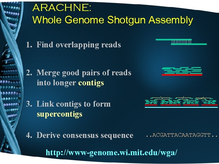 ARACHNE: Whole Genome Shotgun Assembly 1. Find overlapping reads 2. Merge good pairs of