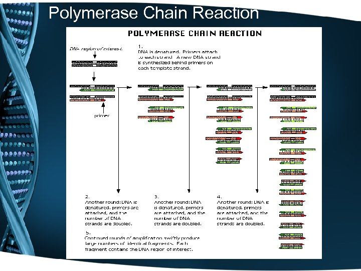 Polymerase Chain Reaction 