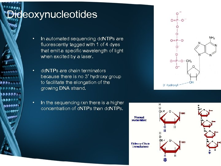 Dideoxynucleotides • In automated sequencing dd. NTPs are fluorescently tagged with 1 of 4