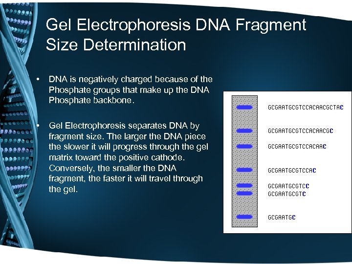 Gel Electrophoresis DNA Fragment Size Determination • DNA is negatively charged because of the