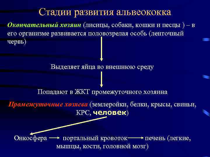 Стадии развития альвеококка Окончательный хозяин (лисицы, собаки, кошки и песцы ) – в его