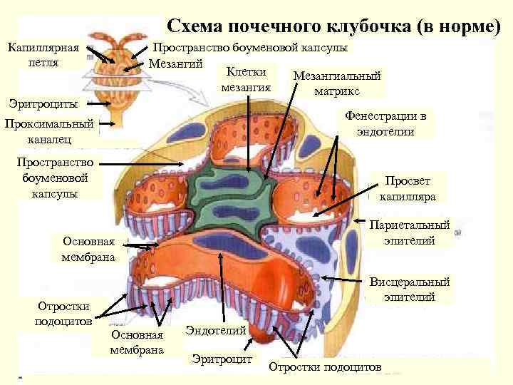 Схема строения клубочка зернистого слоя коры мозжечка