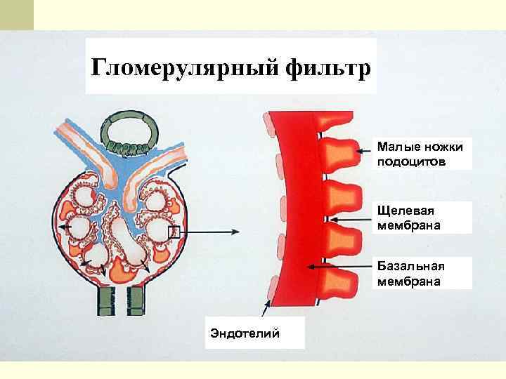 Гломерулярный фильтр Малые ножки подоцитов Щелевая мембрана Базальная мембрана Эндотелий 